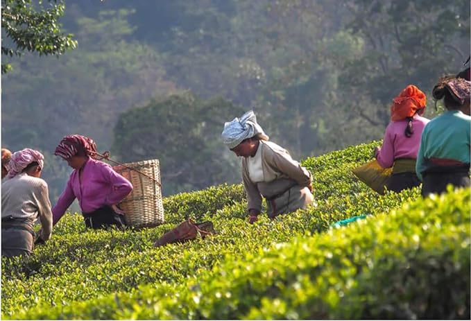 Glenburn Darjeeling Second Flush Tea (100g)