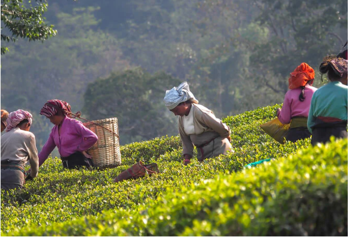 Glenburn Assam Black Tea Bags Box (Pack of 20)